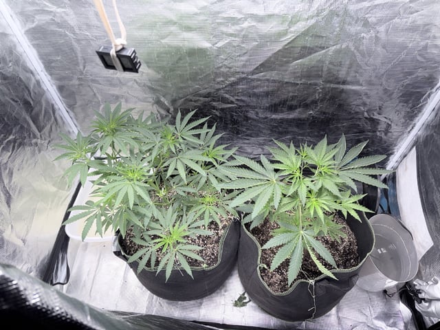 New LADIEZZ — vegetative, day 51