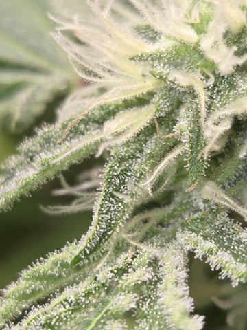 Crones😵‍💫 — flower, day 3