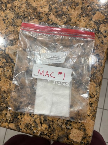 First Grow (Hydro) — germination, day 1