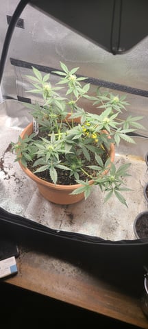 Alaskan bananaberry auto — flower, day 39