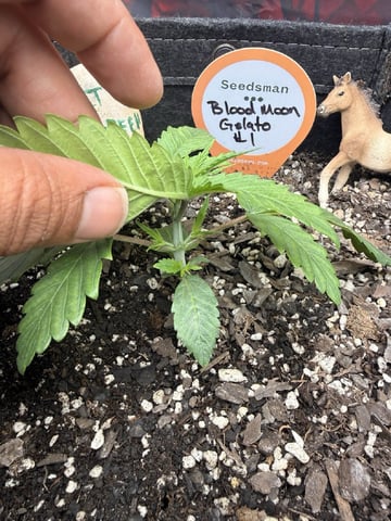 BloodMoon Gelato — vegetative, day 20