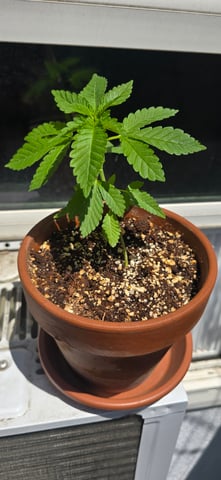 Mystery Weed Plant — vegetative, day 40