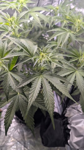 Grow 1 — vegetative, day 38