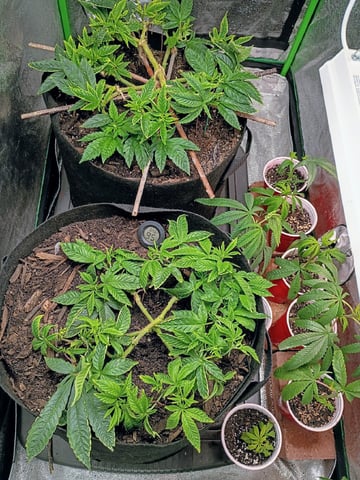 Purple Plum Perfect 💜 & 2 Grape Runtz 🍇 Mainlining garden.  — vegetative, day 130