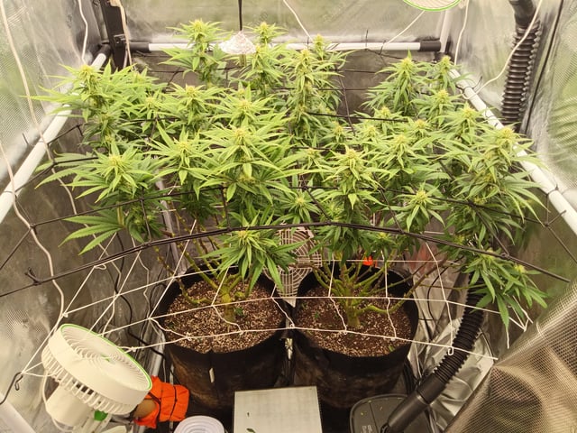 Starfighter/Ohio Guptilla Hybrid — flower, day 8