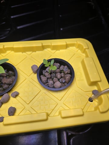 Hydro Roma Tomatoes  — seedling_rooting, day 6