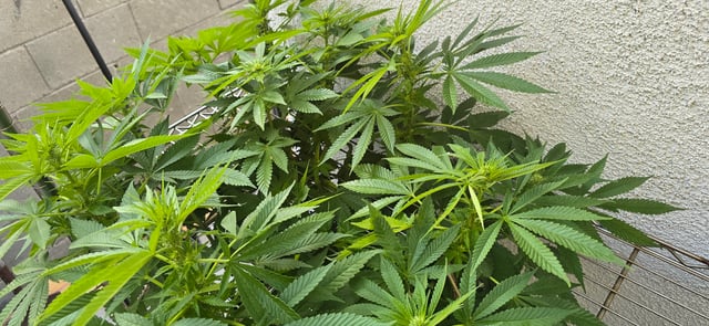 Mystery Weed Plant — flower, day 103