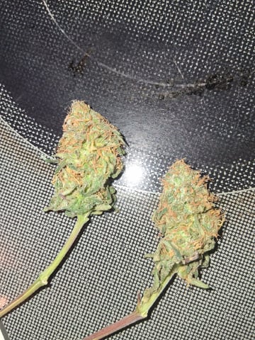 fruity pebbles, cap junky — flower, day 97