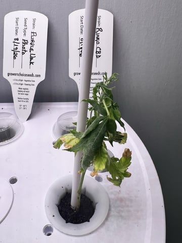 Banjo Clones — vegetative, day 44