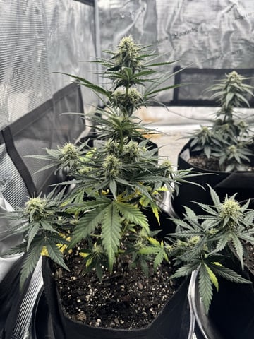 SSH and BD — flower, day 50