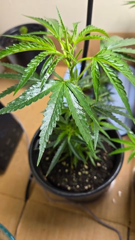 Blue Dream Clones — vegetative, day 10