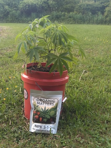 Motorbreath 15 — vegetative, day 22