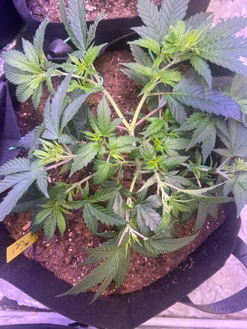 Indoor Grow  — vegetative, day 1