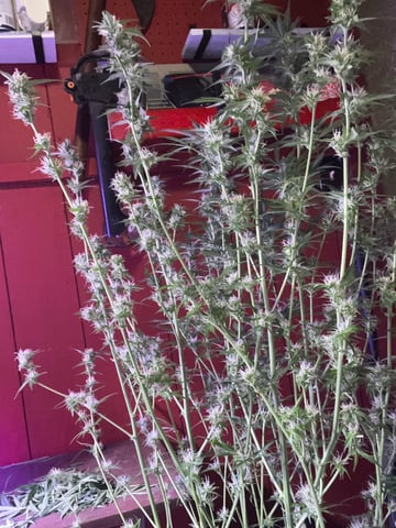 critical Mass  — flower, day 80