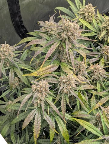 Grow #4 — flower, day 80