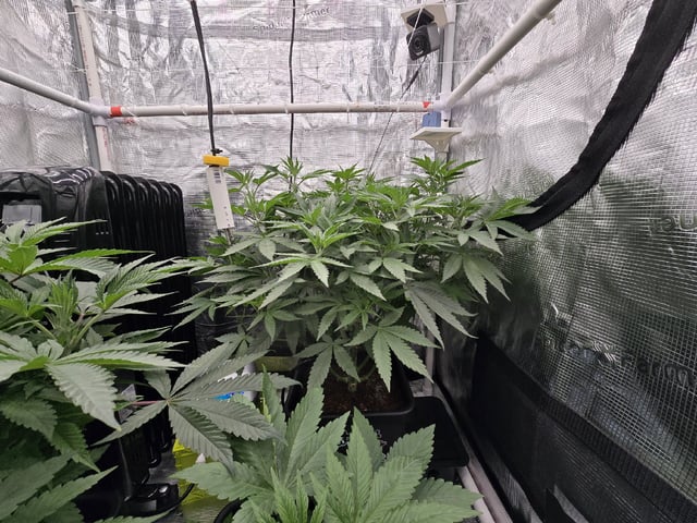 Grow 5.o — vegetative, day 38