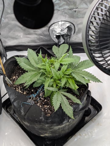 Cinderella 99 — vegetative, day 29