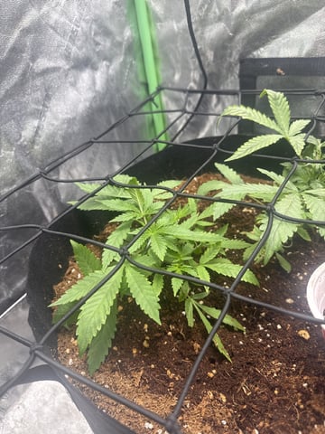 First Auto Run — auto, day 10