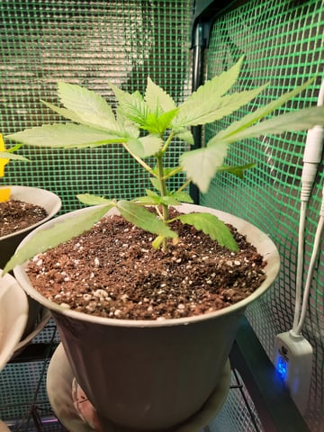 missing pieces — vegetative, day 23