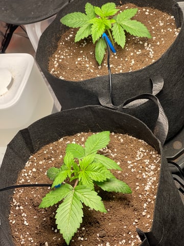 1st Ever Grow (GodFather OG) (Coco) — vegetative, day 18