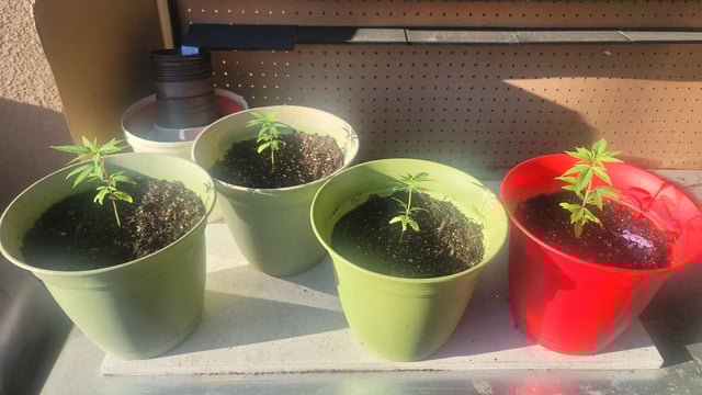 Poison Rainbows — vegetative, day 44