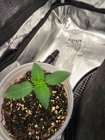 Northern lights #10 2nd plant (Selkies) — vegetative, day 10