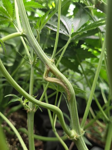 Special Kush#1 and Purple Queen Auto  — vegetative, day 50