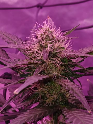 CountryG  — seedling_rooting, day 45