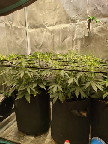 first grow — flower, day 29