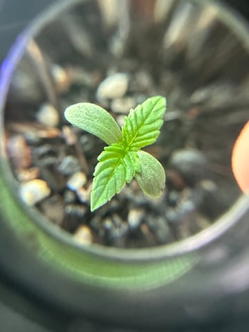 Cabana do Gato — seedling_rooting, day 10