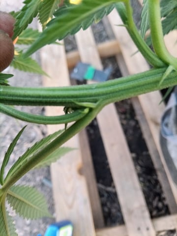 first 4 — vegetative, day 18