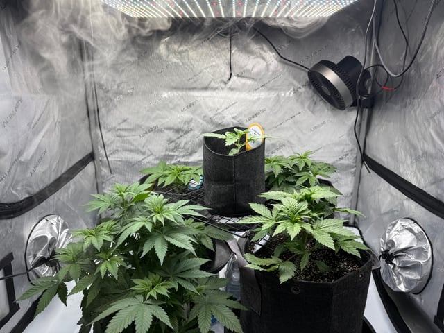 boom420 — vegetative, day 12