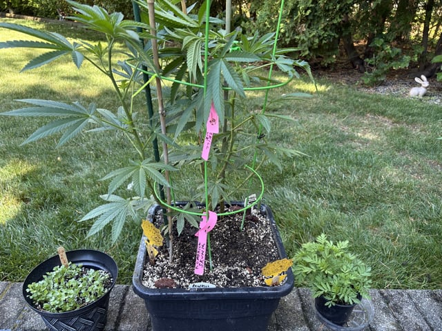 Roadkill Skunk — vegetative, day 19