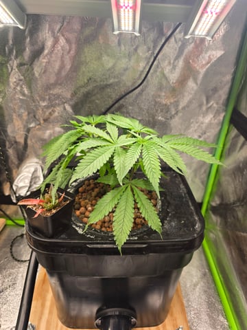 Growing — vegetative, day 57