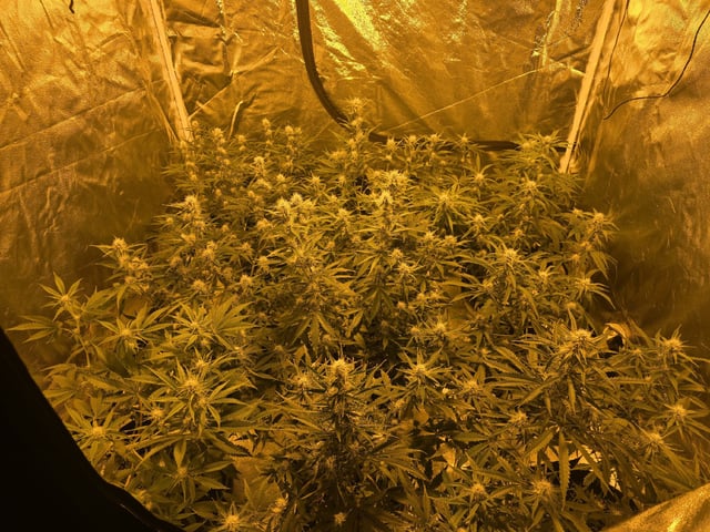 3rd Auto Grow — flower, day 69