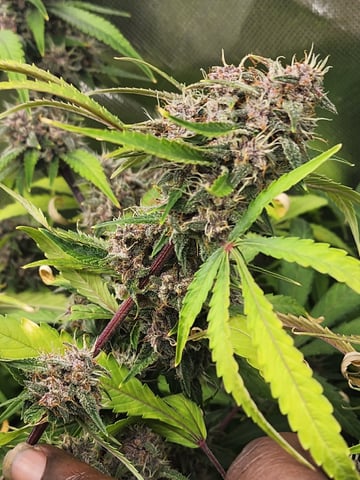 420 Fastbuds — flower, day 2