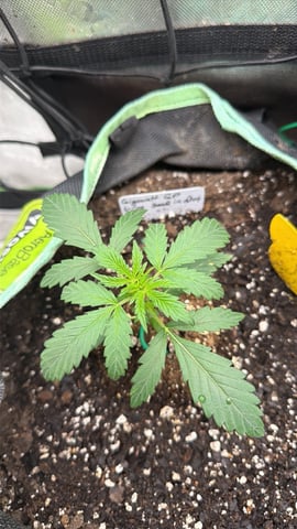 Indoor & Outdoor Grow 6 — vegetative, day 16