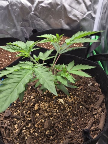 new start — vegetative, day 46