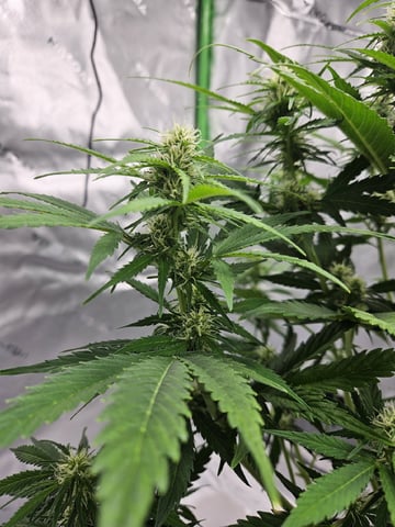 Gorilla Z auto — flower, day 70