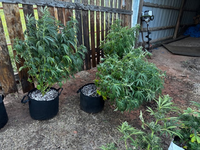 Outdoor Grow — vegetative, day 90