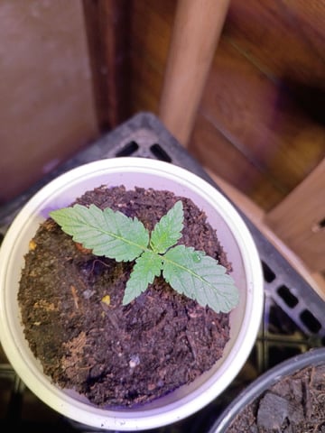 First Grow — seedling_rooting, day 3
