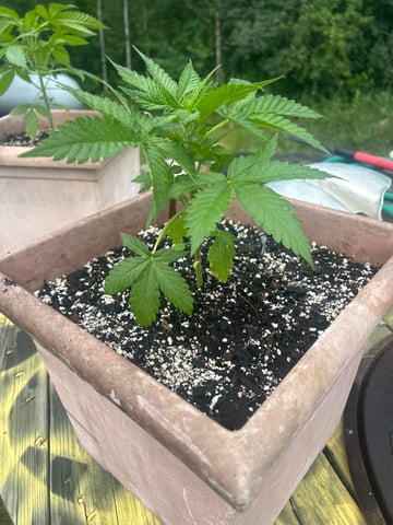 White Widow Twins — vegetative, day 34