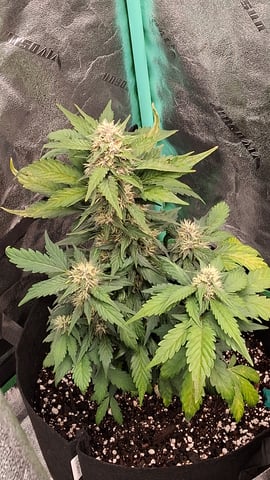 Lemon Cherry Cookies, Purple Haze and Strawberry Gorilla Grows — grow_setup, day 3