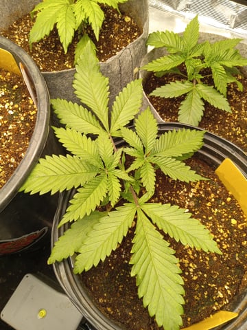 critical purple kush x peyote wifi  in the auto pot system tray 2 grow with added microhazian to the coco coir  — vegetative, day 22