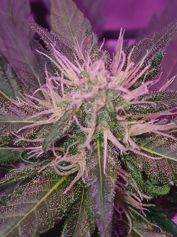 CountryG  — seedling_rooting, day 43