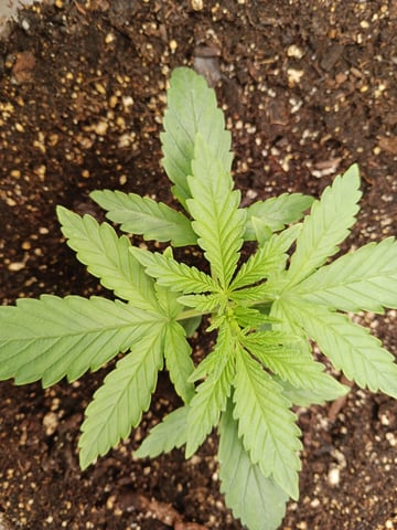 4th grow  — vegetative, day 145