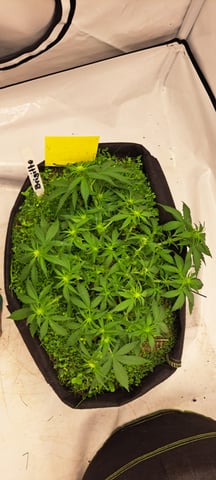 First Grow with the new setup  — auto, day 38