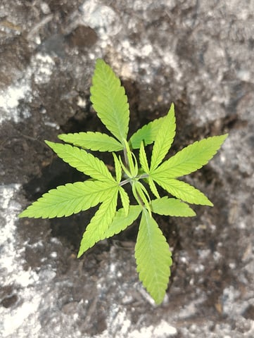 Hindu Kush — vegetative, day 22