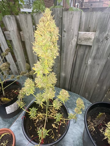 Muliflex — harvest, day 101