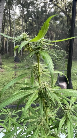 UNKNOWN IS NOW KNOW.  SHE’S Earthquake!!!!  — flower, day 12